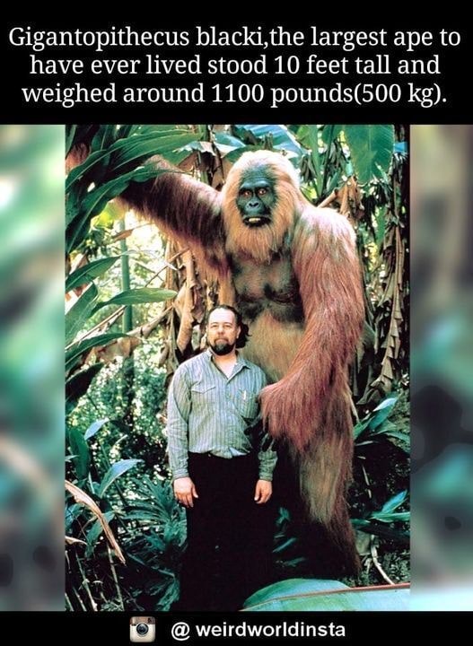 Gigantopithecus blacki,the largest ape to have ever lived stood 10 feet ...