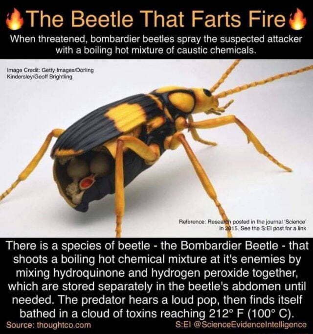  The Beetle That Farts Fire When threatened, bombardier beetles spray