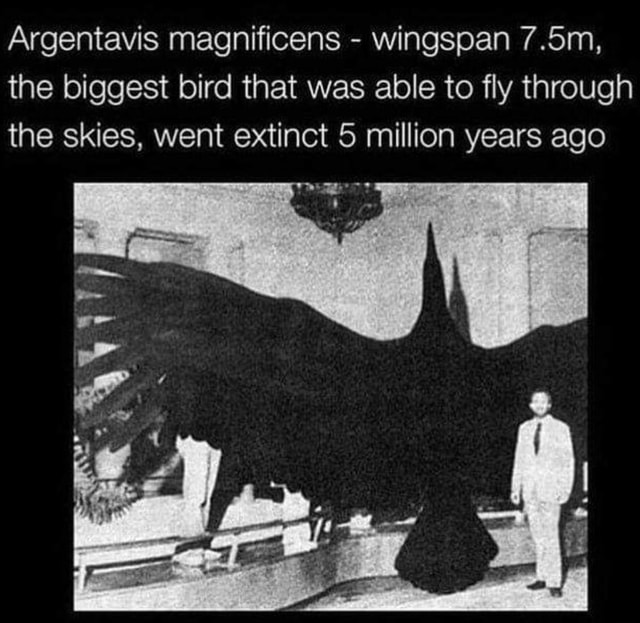 biggest bird wingspan