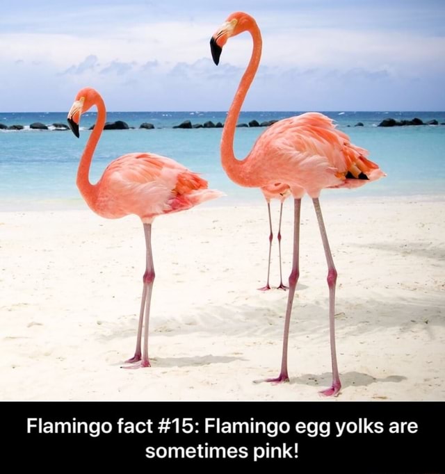 Flamingo fact #15: Flamingo egg yolks are sometimes pink! - Flamingo ...