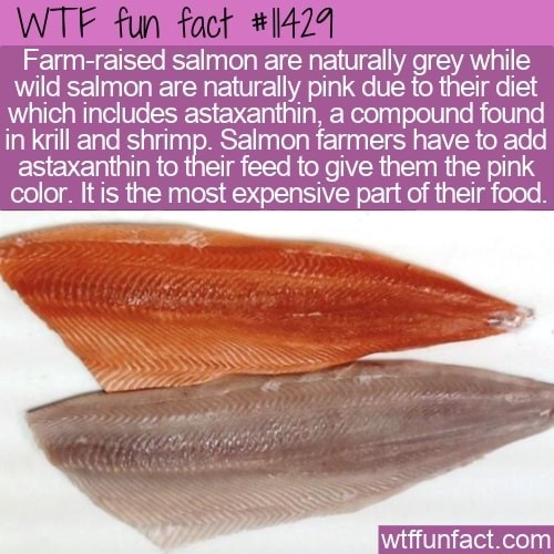 WT? fun Farmraised salmon are naturally grey while wild salmon are