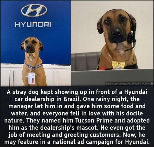 ED HYUNDAI A stray dog kept showing up in front of a Hyundai car