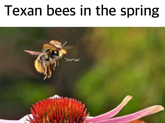 Texan bees in the spring GE - iFunny