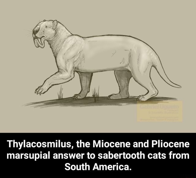 Thylacosmilus, The Miocene And Pliocene Marsupial Answer To Sabertooth ...