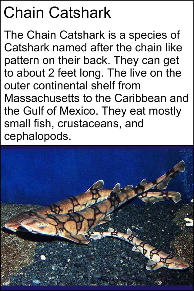 Chain Catshark The Chain Catshark is a species of Catshark named after ...