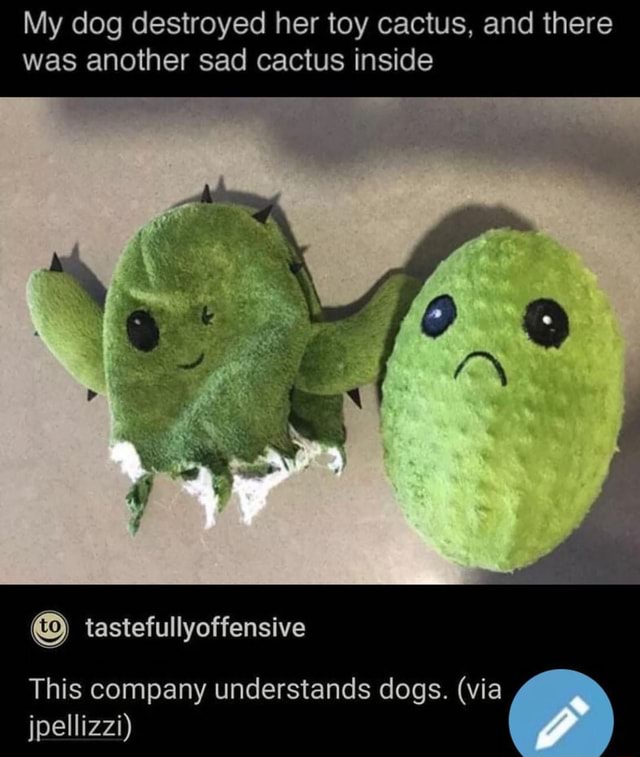 Cactus toy with sad cactus inside best sale