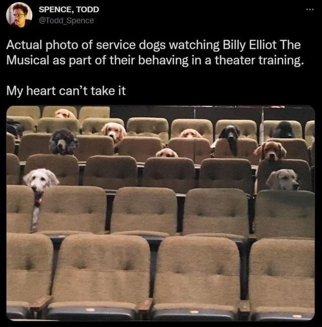 Actual photo of service dogs watching Billy Elliot The Musical as part ...