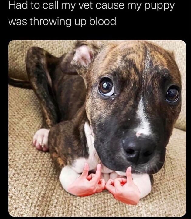 dog puking blood