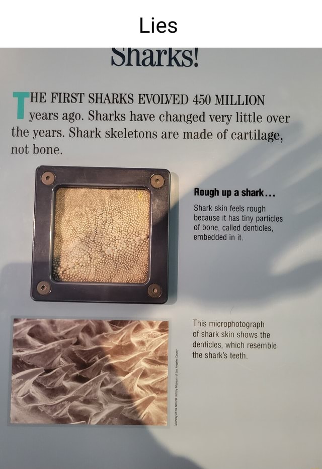 Lies sharks! HE FIRST SHARKS EVOLVED 450 MILLION years ago. Sharks have