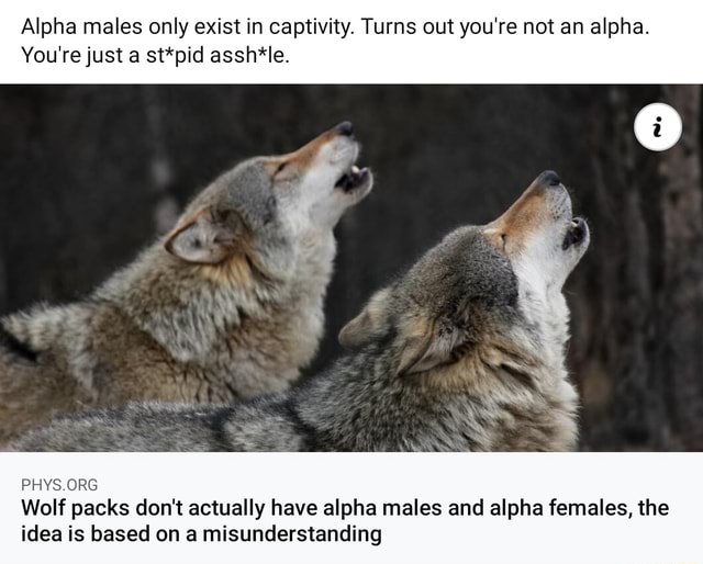 Alpha males only exist in captivity. Turns out you're not an alpha. You ...