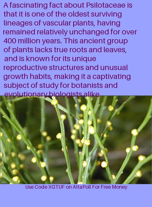 A fascinating fact about Psilotaceae is that it is one of the oldest ...