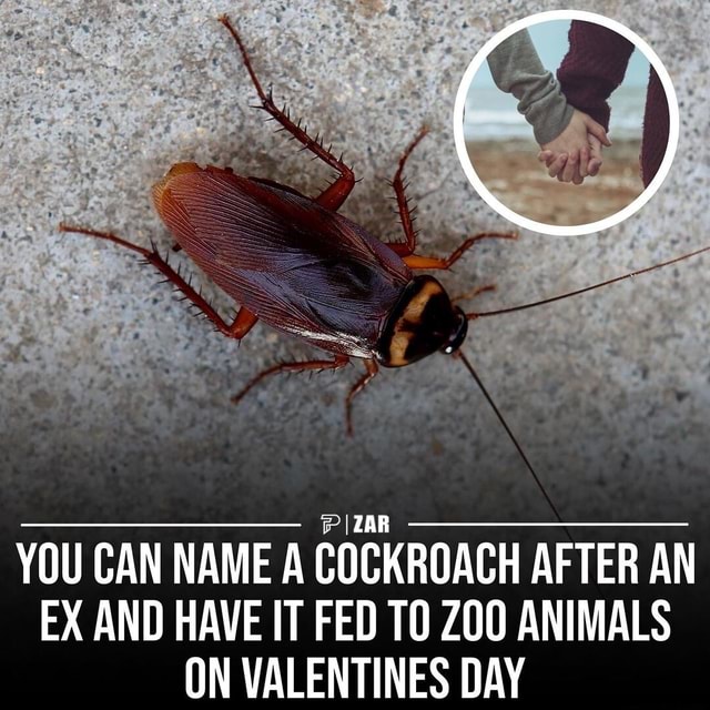 YOU CAN NAME A COCKROACH AFTER AN EX AND HAVE IT FED TO ANIMALS ON