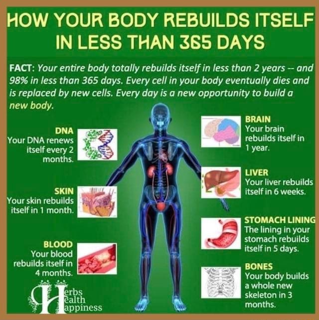 What Time At Night Does The Body Repair Itself HOW YOUR BODY REBUILDS ITSELF IN LESS THAN 365 DAYS FACT: Your entire