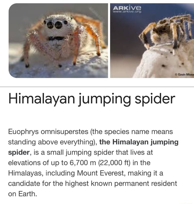 Himalayan jumping spider Euophrys omnisuperstes (the species name means