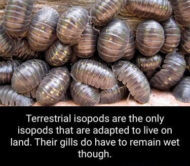 Terrestrial isopods are the only isopods that are adapted to live on