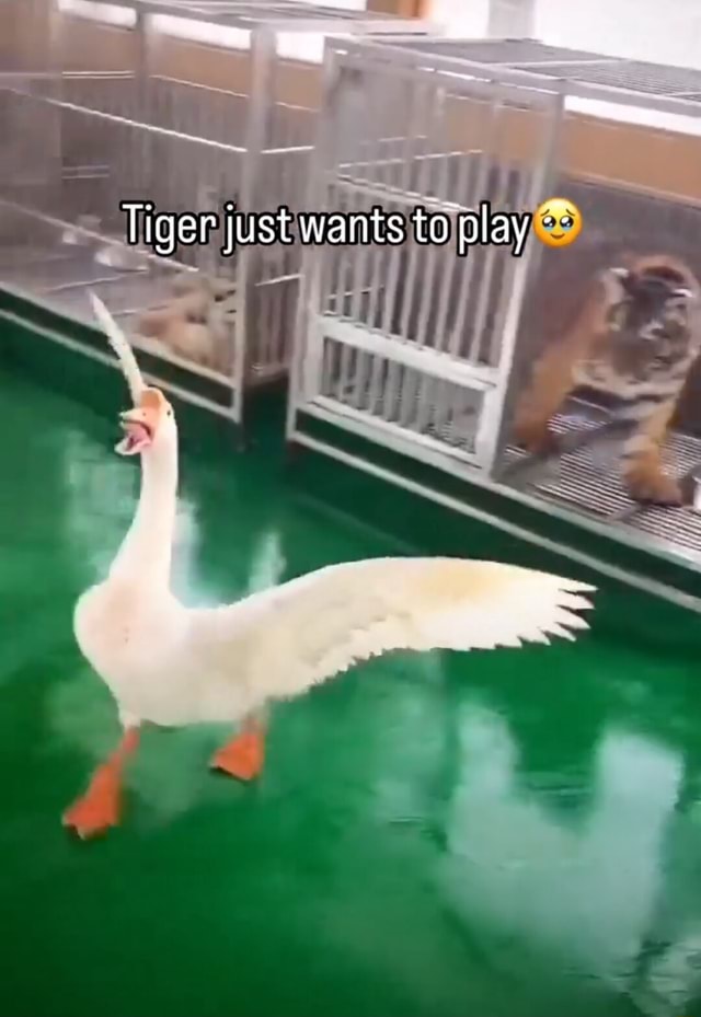 Tiger just wants to play I iFunny