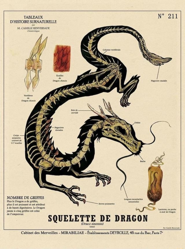 Survie en Plein Air Camping r/éutilisable Flint D/émarreur De Feu de Survie Outil Combustible Non Inclus 2 Pi/èces Souffle de Dragon Immortel de D/émarreur de Feu Keychain L/éger
