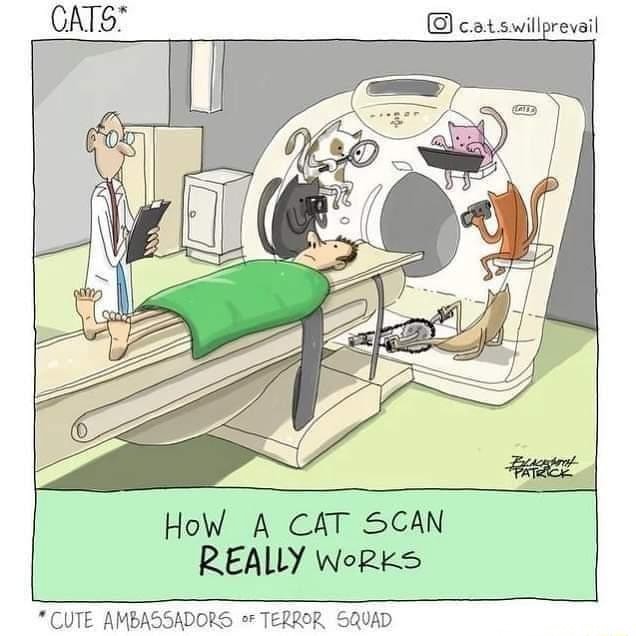 HoW A CAT SCAN REALLY WoRKS CUTE AMBASSADORS TERROR SQUAD iFunny
