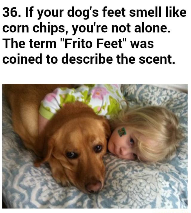 36-if-your-dog-s-feet-smell-like-corn-chips-you-re-not-alone-the