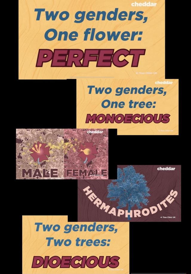 Two genders, One flower Two genders, One tree Two genders, Two trees