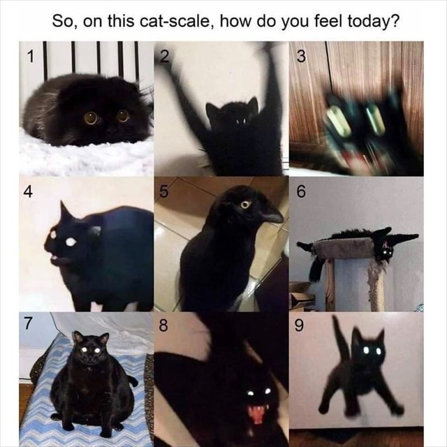 So On This Cat Scale How Do You Feel Today Keke