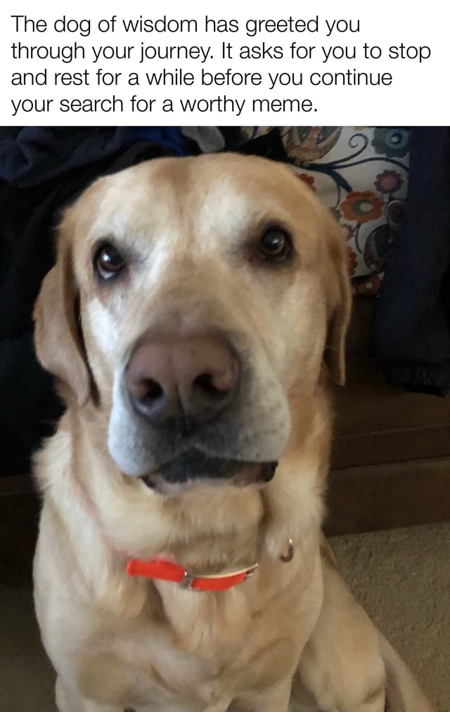 The dog of wisdom has greeted you through your journey. It asks for you ...