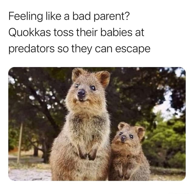 Feeling like a bad parent? Quokkas toss their babies at predators so ...