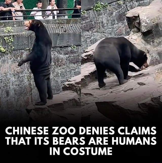 CHINESE ZOO DENIES CLAIMS THAT ITS BEARS ARE HUMANS IN COSTUME - iFunny