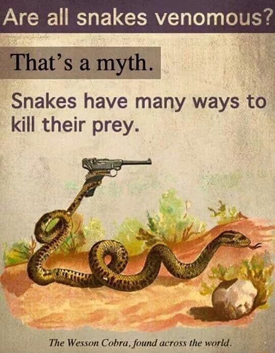 Are all snakes venomous? Snakes have many ways to . kill their prey
