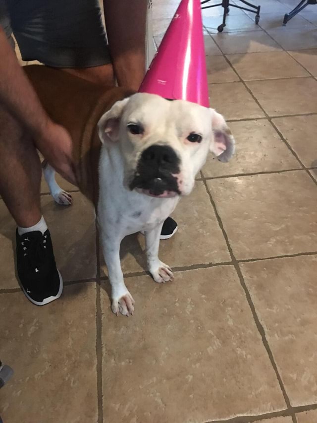 If It s Your Birthday Harvey Is Here To Celebrate It With You IFunny