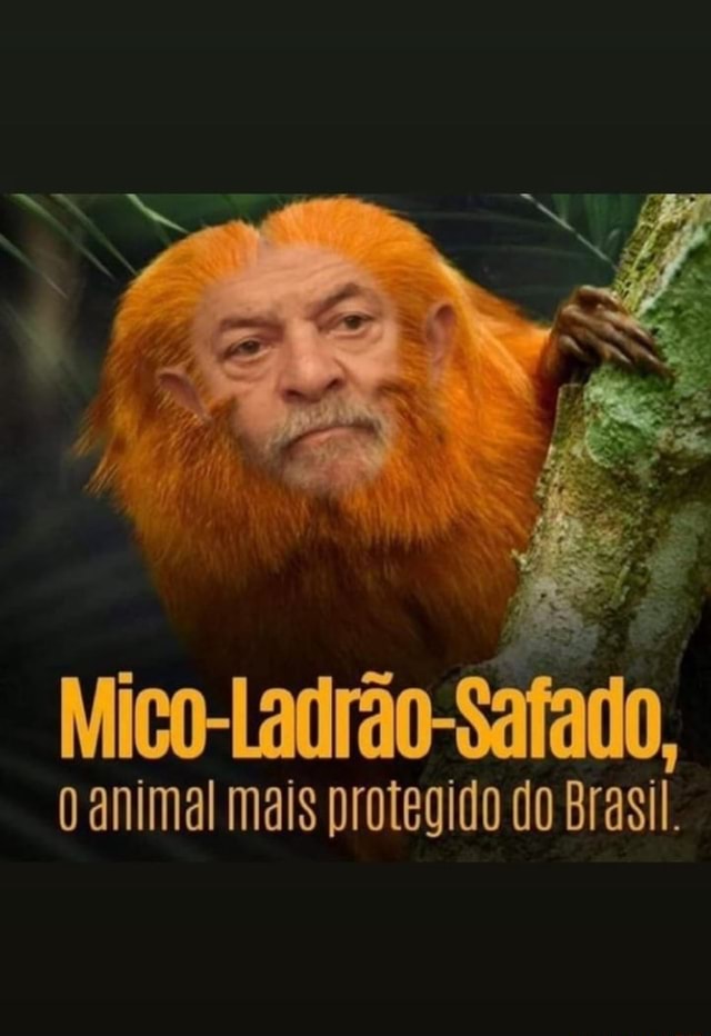 Mico-Ladrão-Safado, Animal Mais Protegido Do Brasil - Seo.title