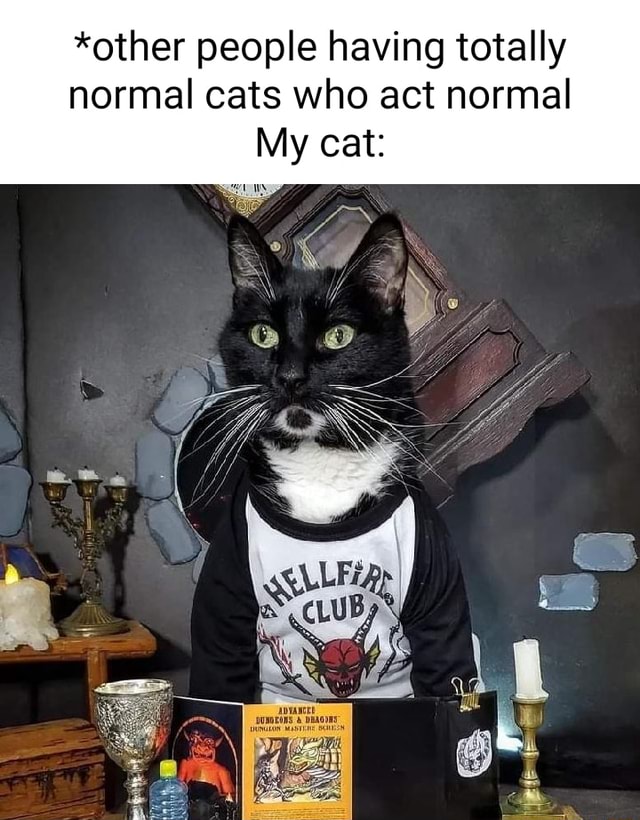 *other people having totally normal cats who act normal My cat: - iFunny