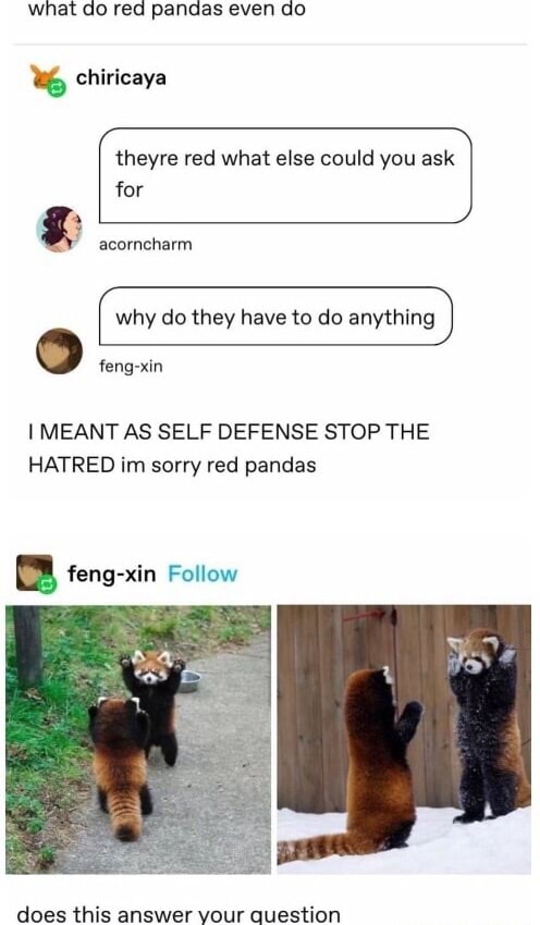 What do red pandas even do chiricaya theyre red what else could you ask ...