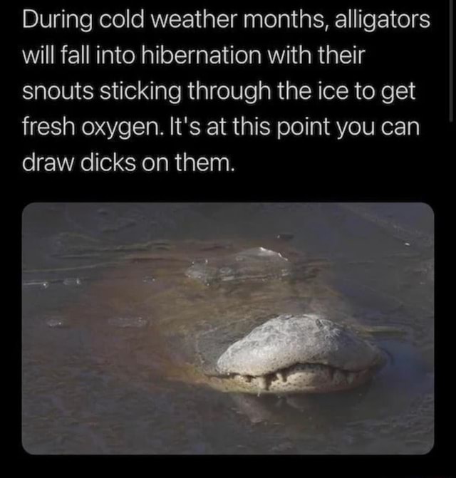 During cold weather months, alligators will fall into hibernation with ...