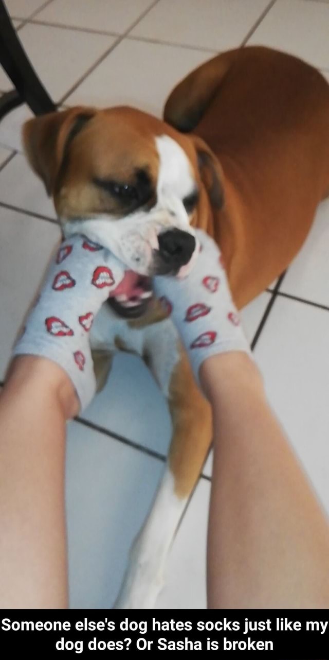 Someone else's dog hates socks just like my dog does? Or Sasha is