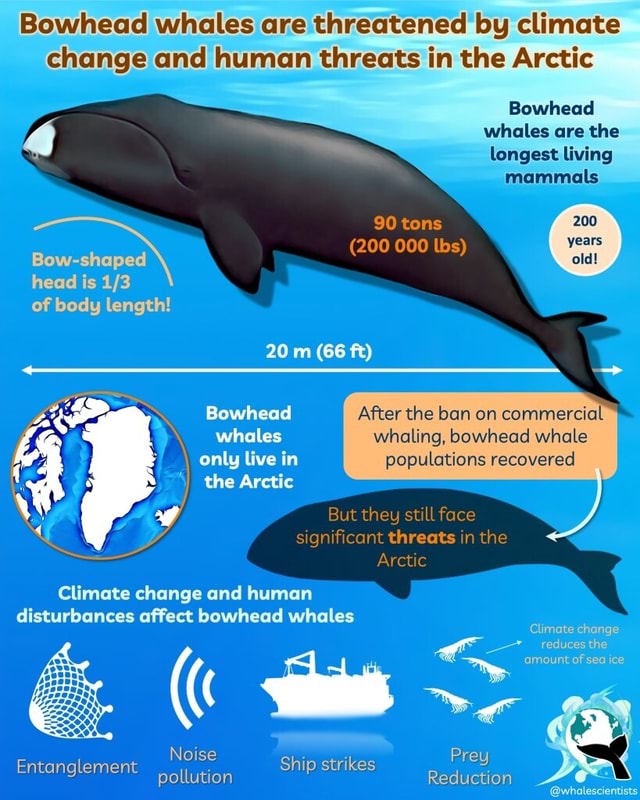 Bowhead whales are threatened by climate change and human threats in