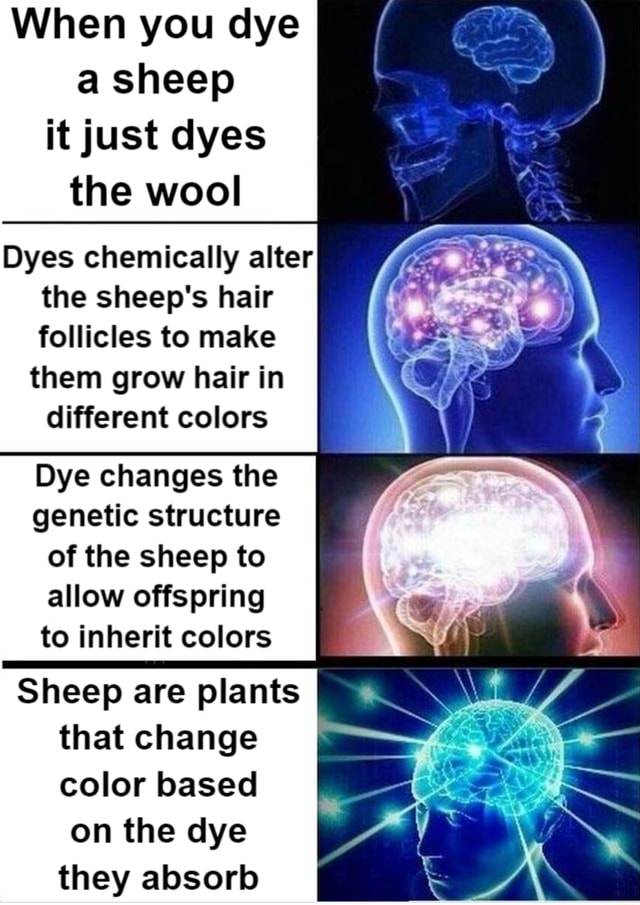 When you dye a sheep it just dyes the wool Dyes chemically alter the