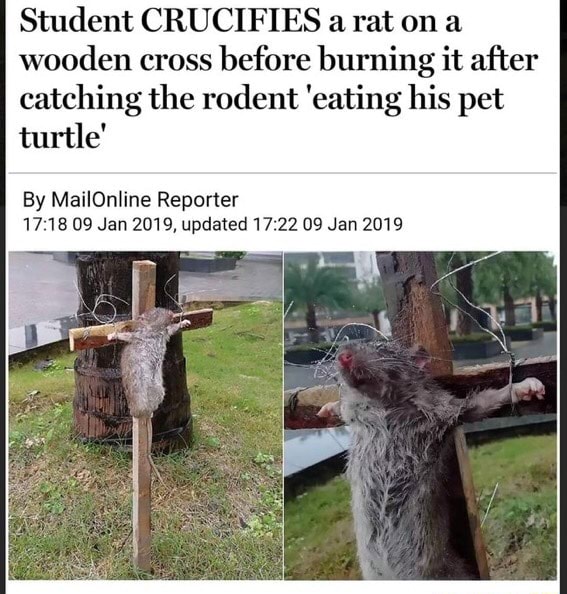 Student CRUCIFIES a rat om wooden cross before burning it after