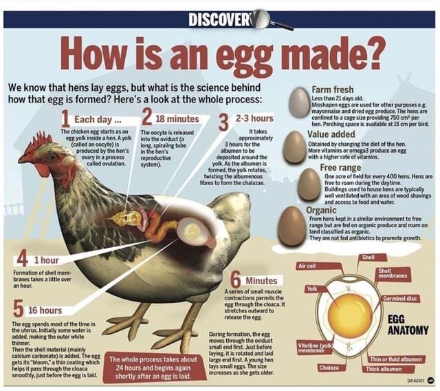 DISCOVER How is an egg made? We know that hens lay eggs, but what is ...