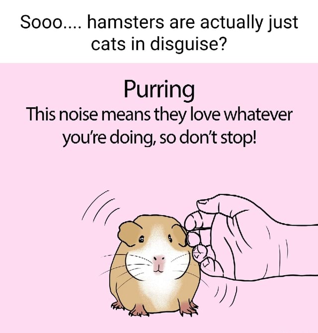 Sooo.... hamsters are actually just cats in disguise? Purring This