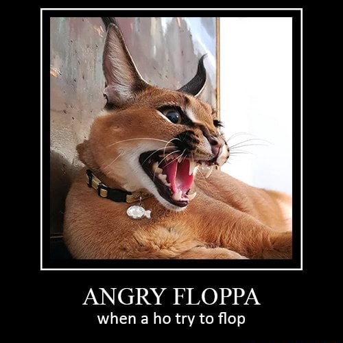 Angry floppa Transformation - Imgflip