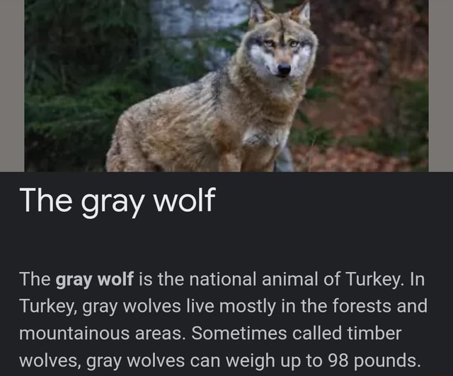 The gray wolf The gray wolf is the national animal of Turkey. In Turkey ...