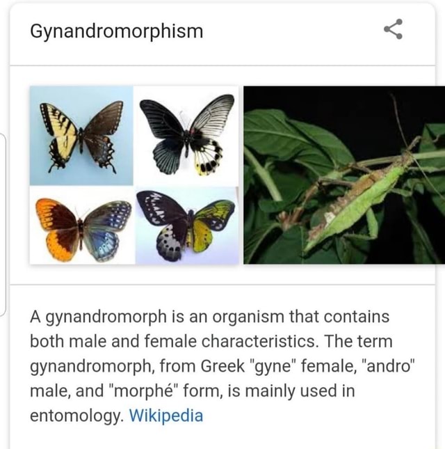 Gynandromorphism memes. Best Collection of funny Gynandromorphism