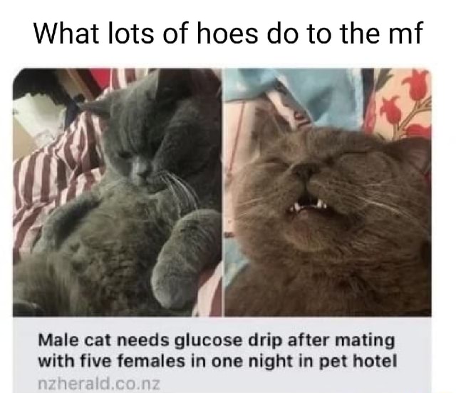 What lots of hoes do to the mf Male cat needs glucose drip after mating