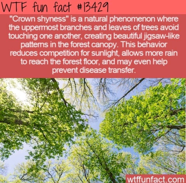 Fun fact "Crown shyness" is a natural phenomenon where the uppermost