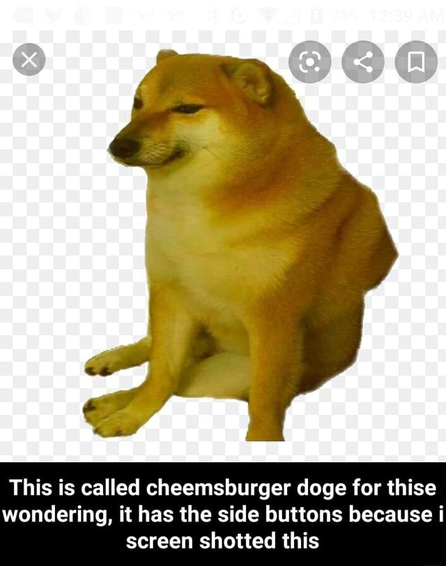 This is called cheemsburger doge for thise wondering, it has the side ...