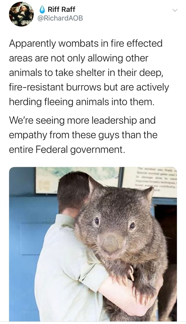 Apparently wombats in fire effected areas are not only allowing other ...