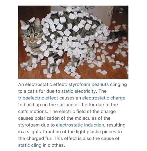 An electrostatic effect styrofoam peanuts clinging to a cat's fur due to static electricity