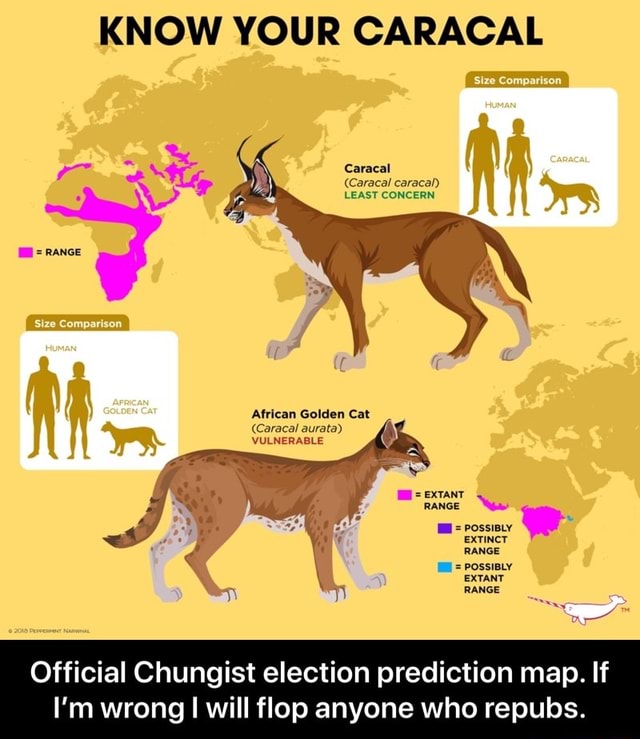 KNOW YOUR CARACAL Size Comparison Caracal (Caracal caracal) LEAST