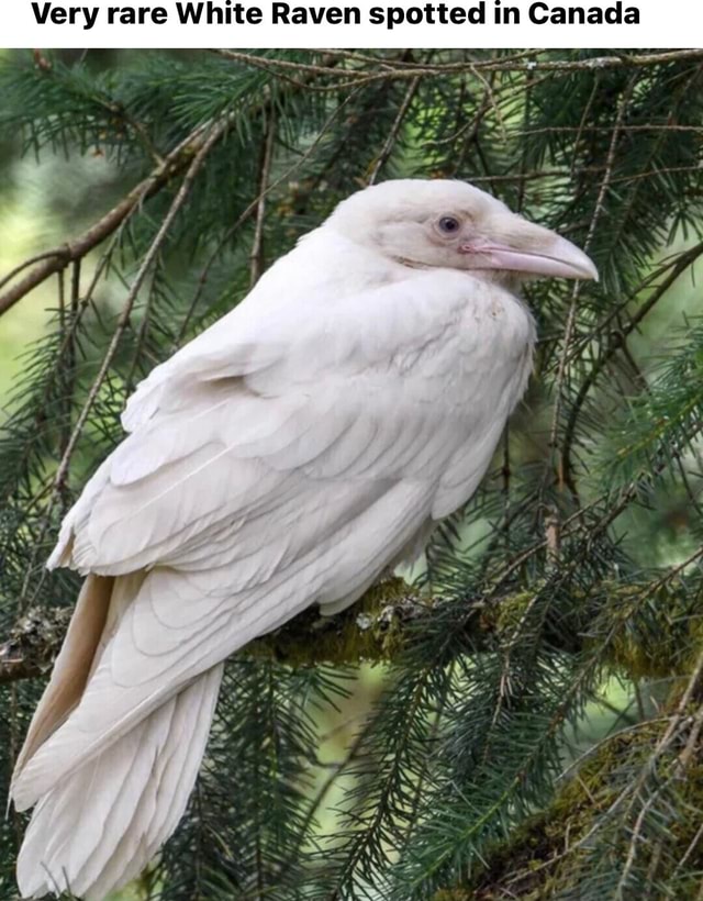 Very rare White Raven spotted in Canada - America’s best pics and videos